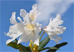 rhododendron