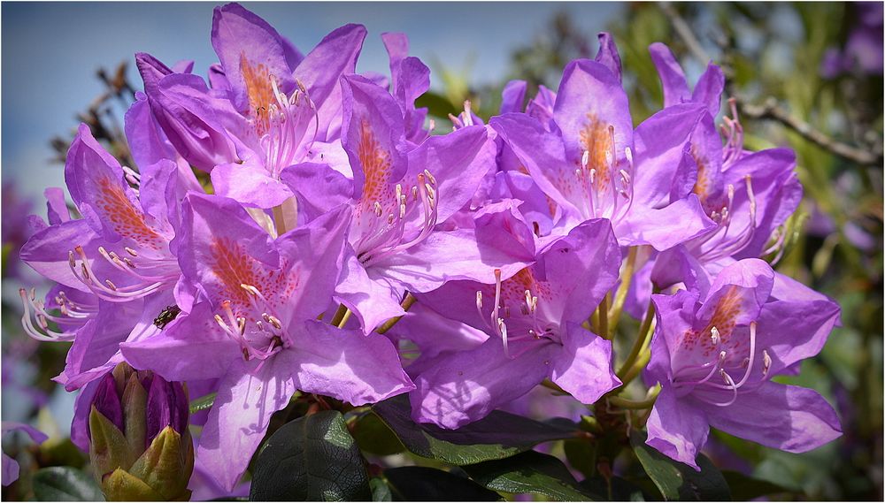 rhododendron