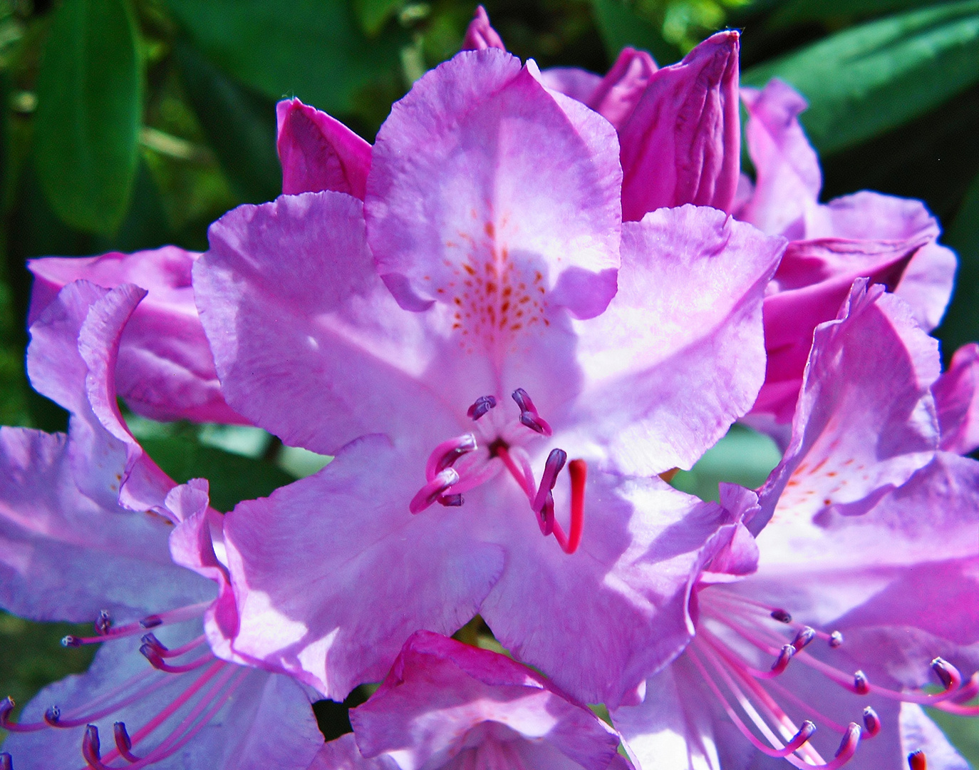 Rhododendron