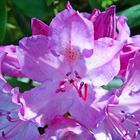 Rhododendron