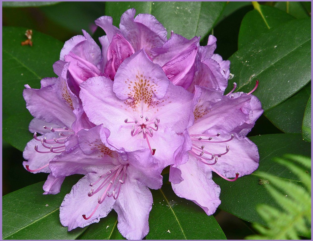 Rhododendron