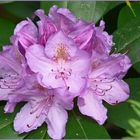 Rhododendron