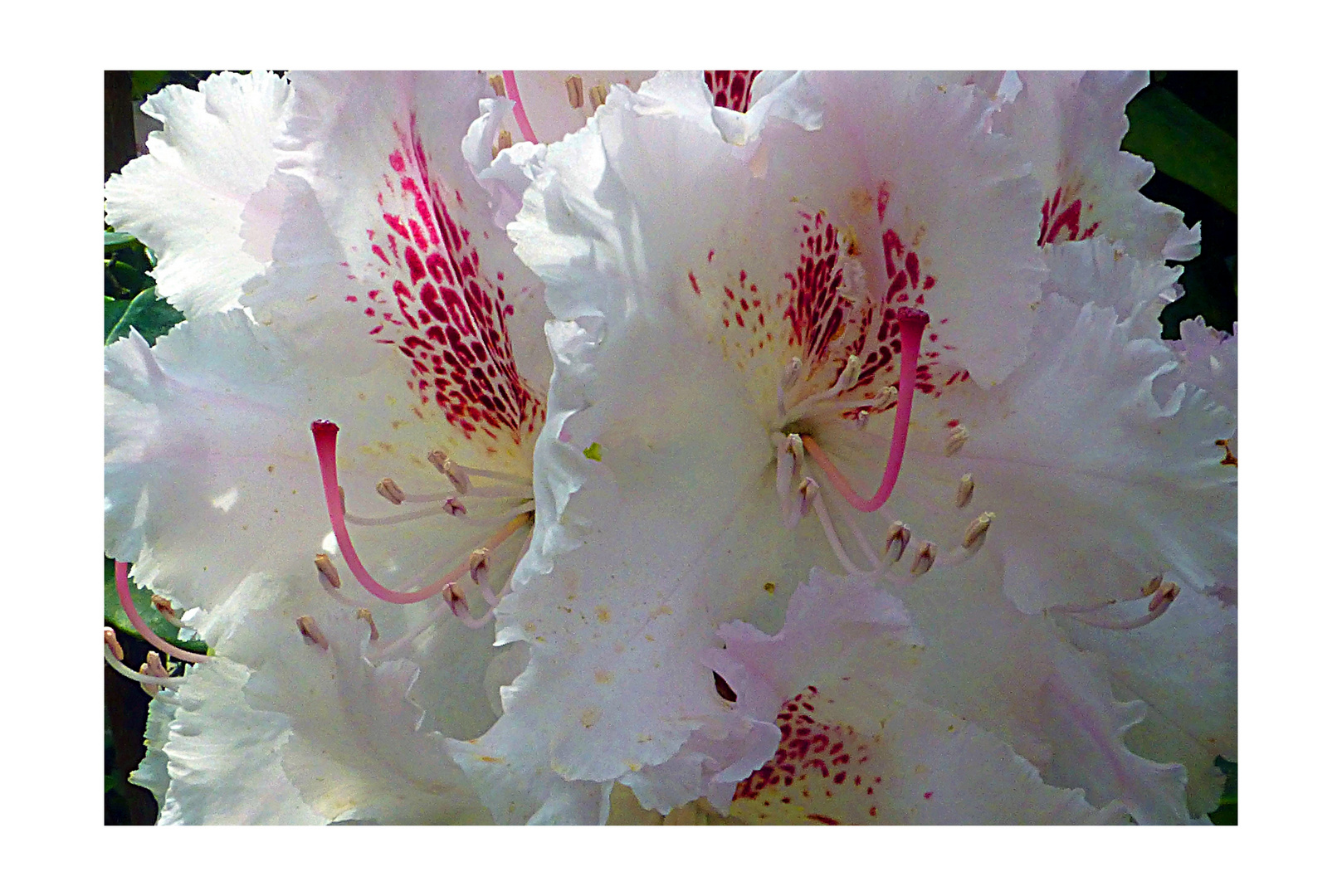 Rhododendron