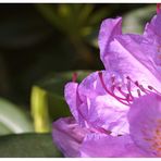 Rhododendron........
