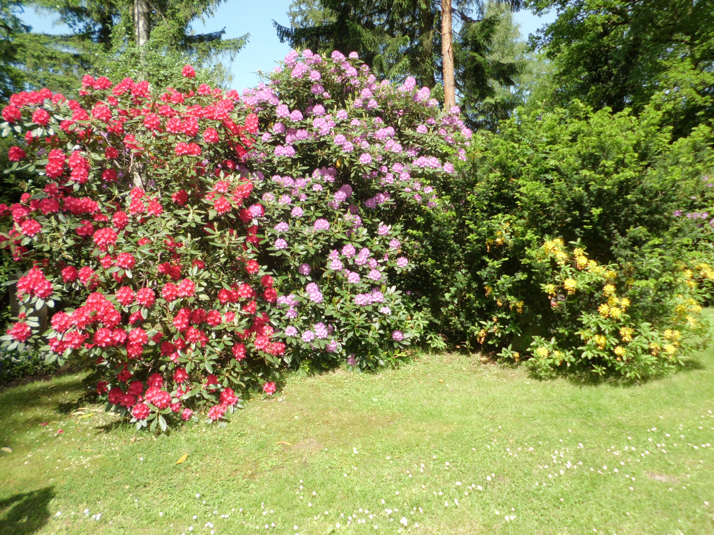 Rhododendron