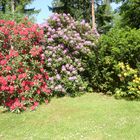 Rhododendron