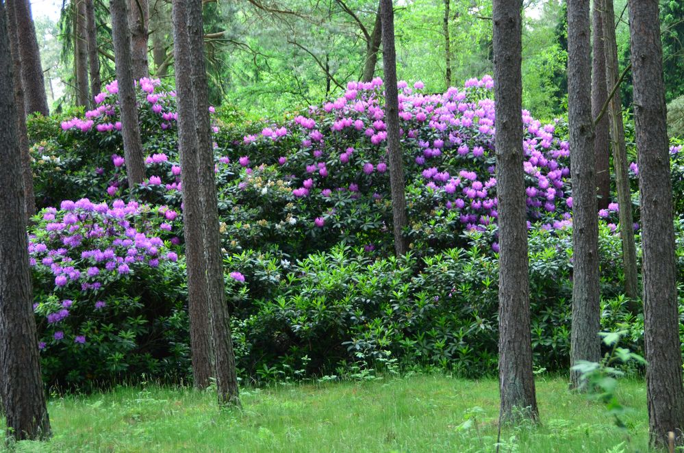 Rhododendron