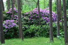 Rhododendron