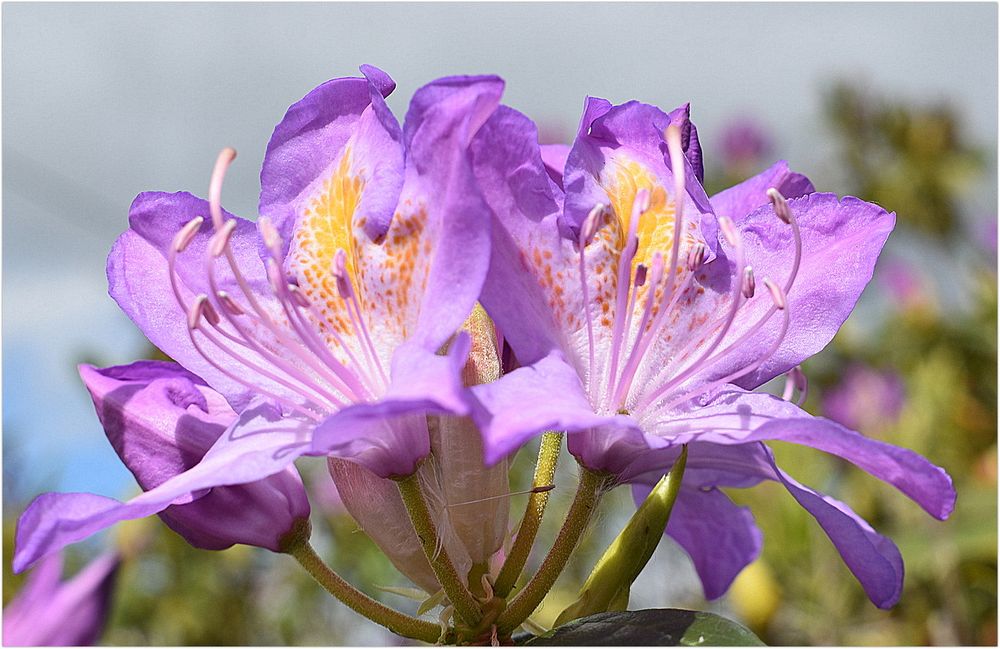 rhododendron