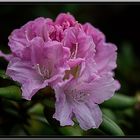 Rhododendron