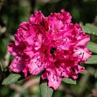 Rhododendron