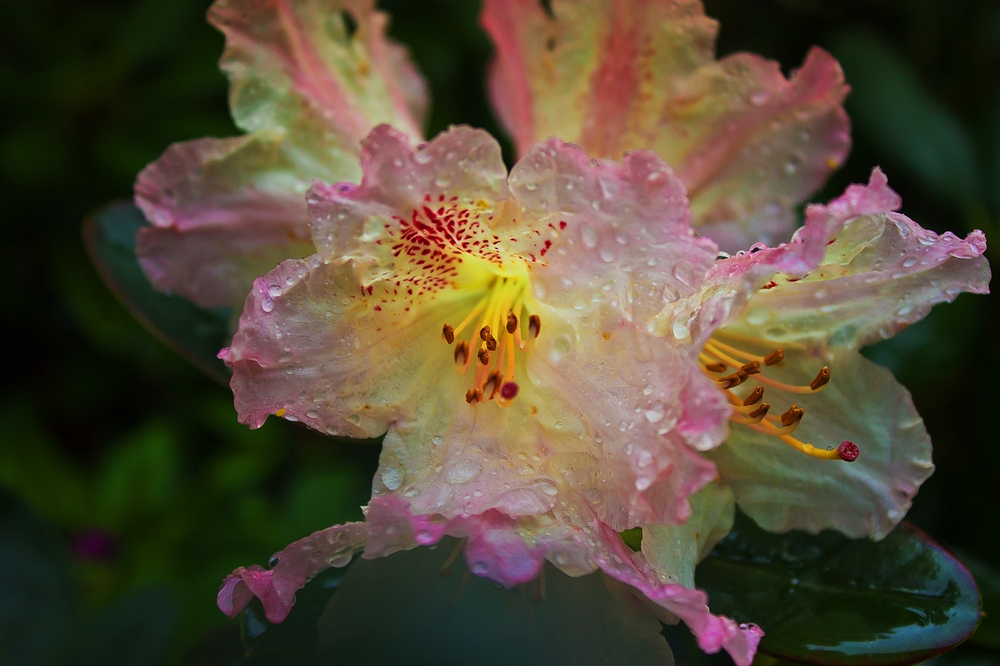 Rhododendron