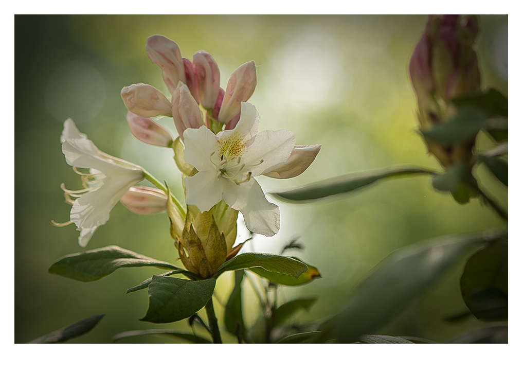 RHODODENDRON