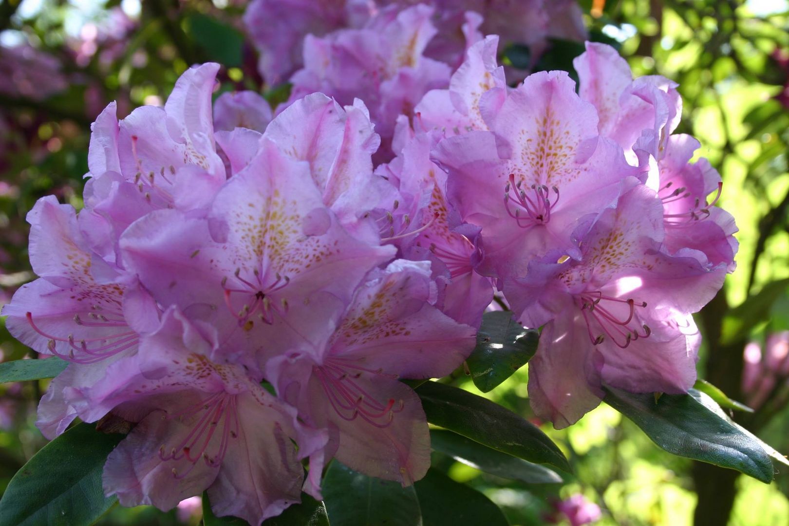 Rhododendron 