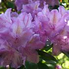 Rhododendron 