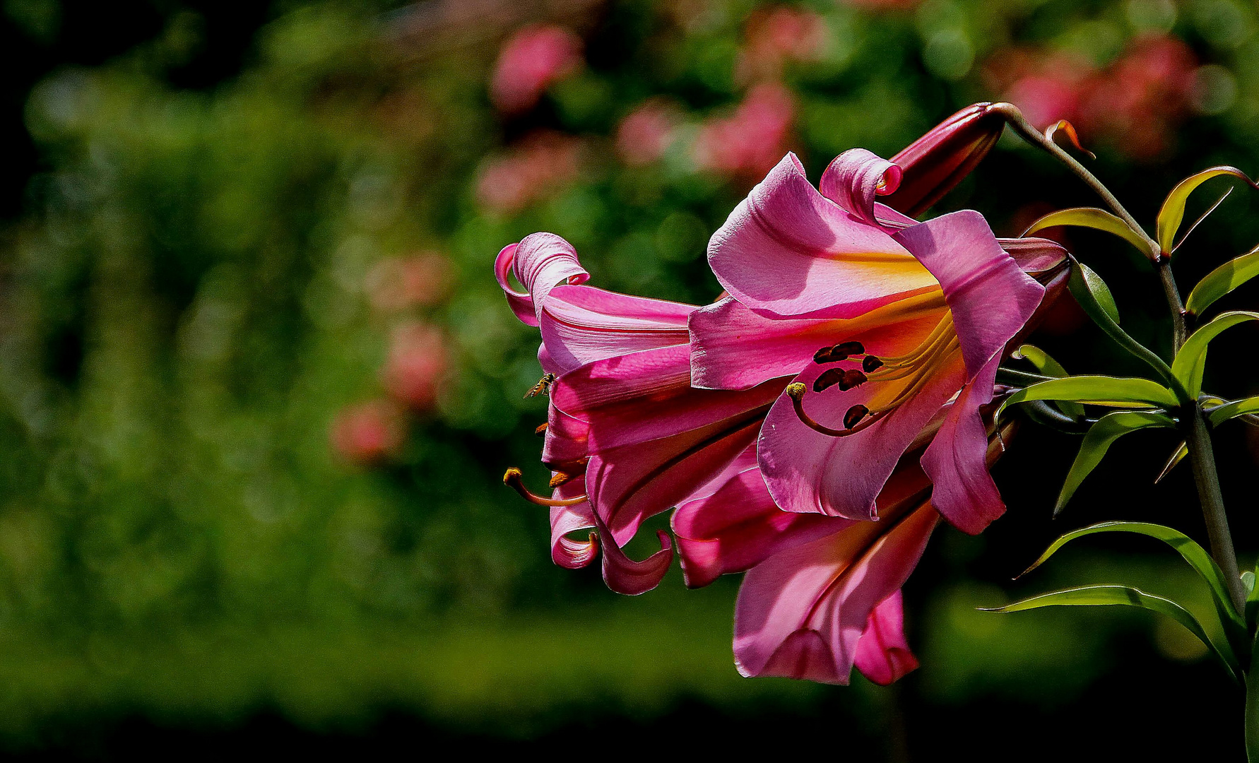 Rhododendron ????