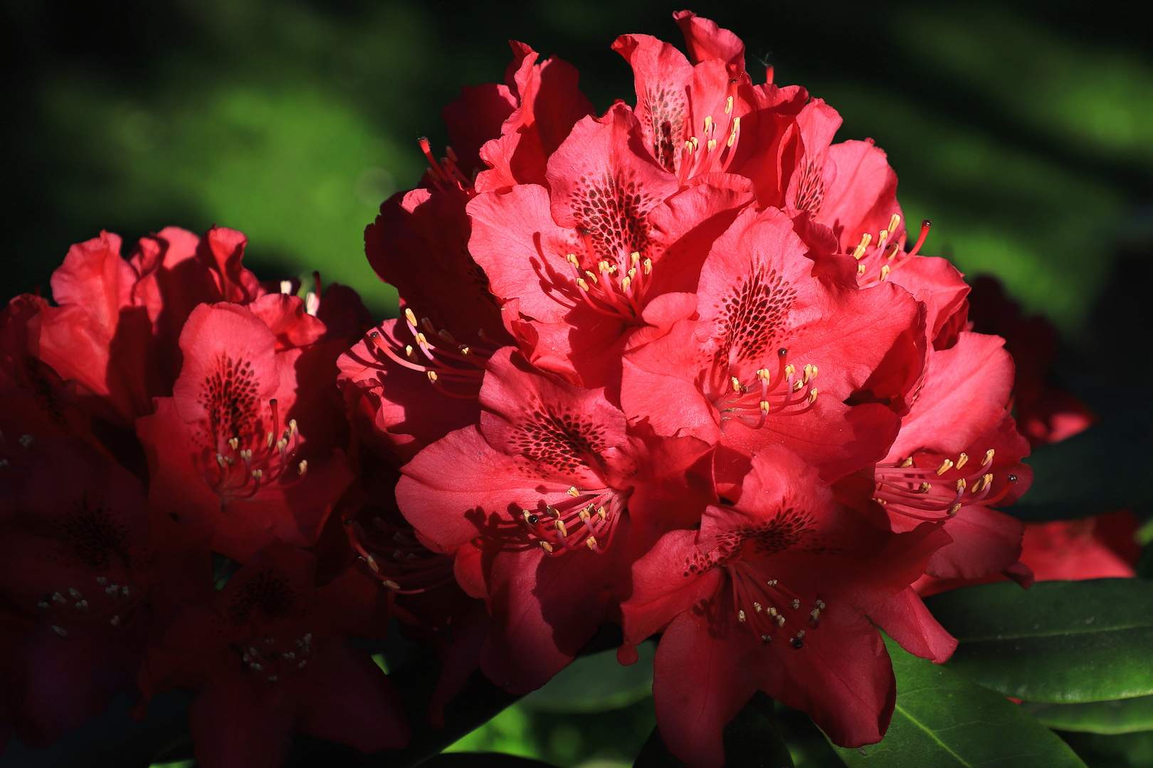 rhododendron