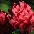 rhododendron