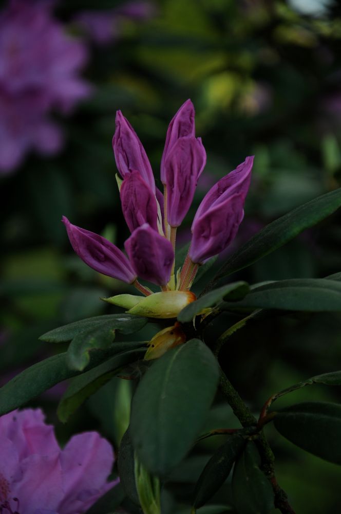 Rhododendron von Birgitta Wehrmeier 