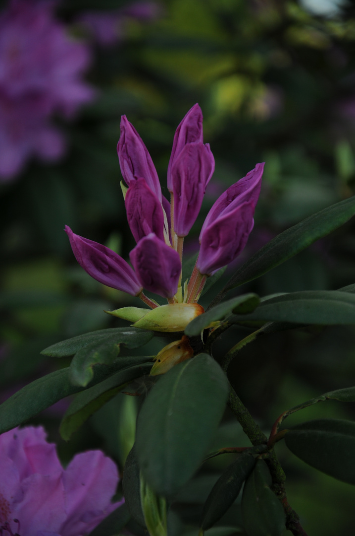 Rhododendron