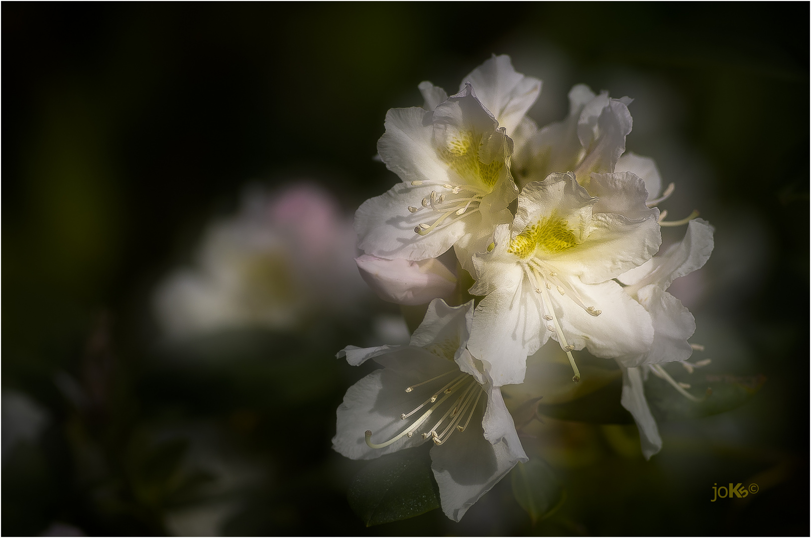 Rhododendron