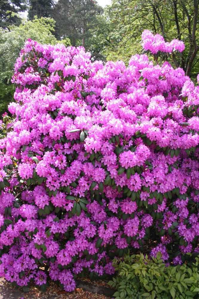 Rhododendron