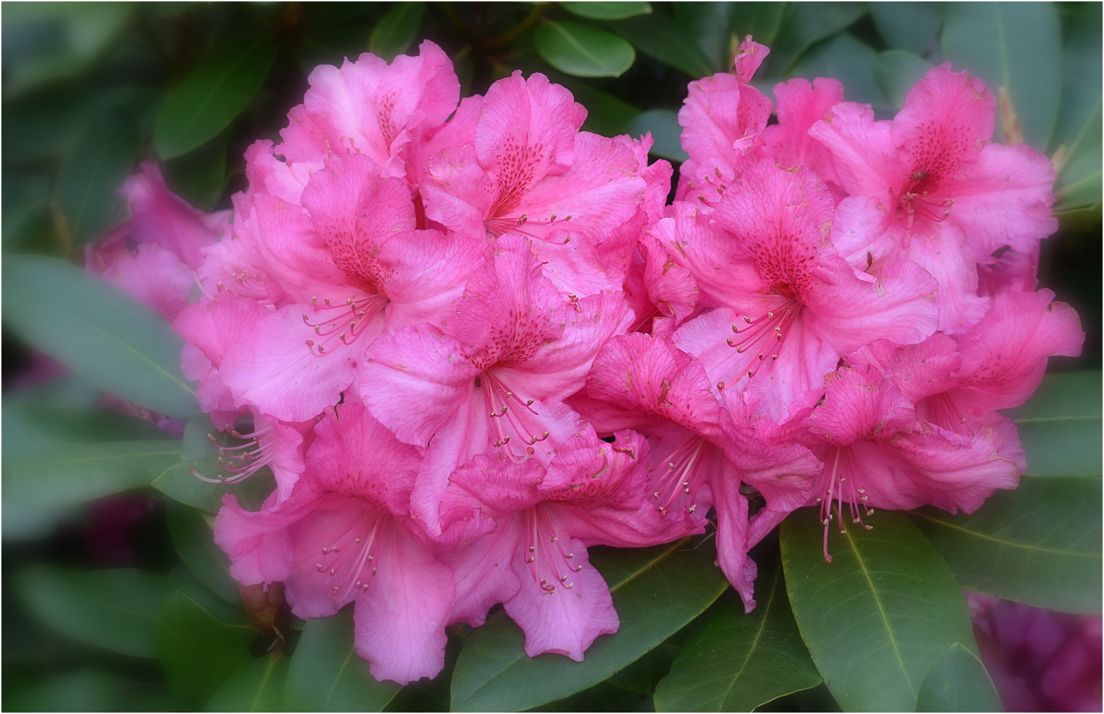 rhododendron