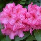 rhododendron