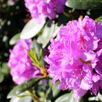 Rhododendron ...