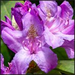  Rhododendron