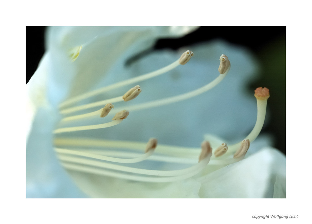 Rhododendron