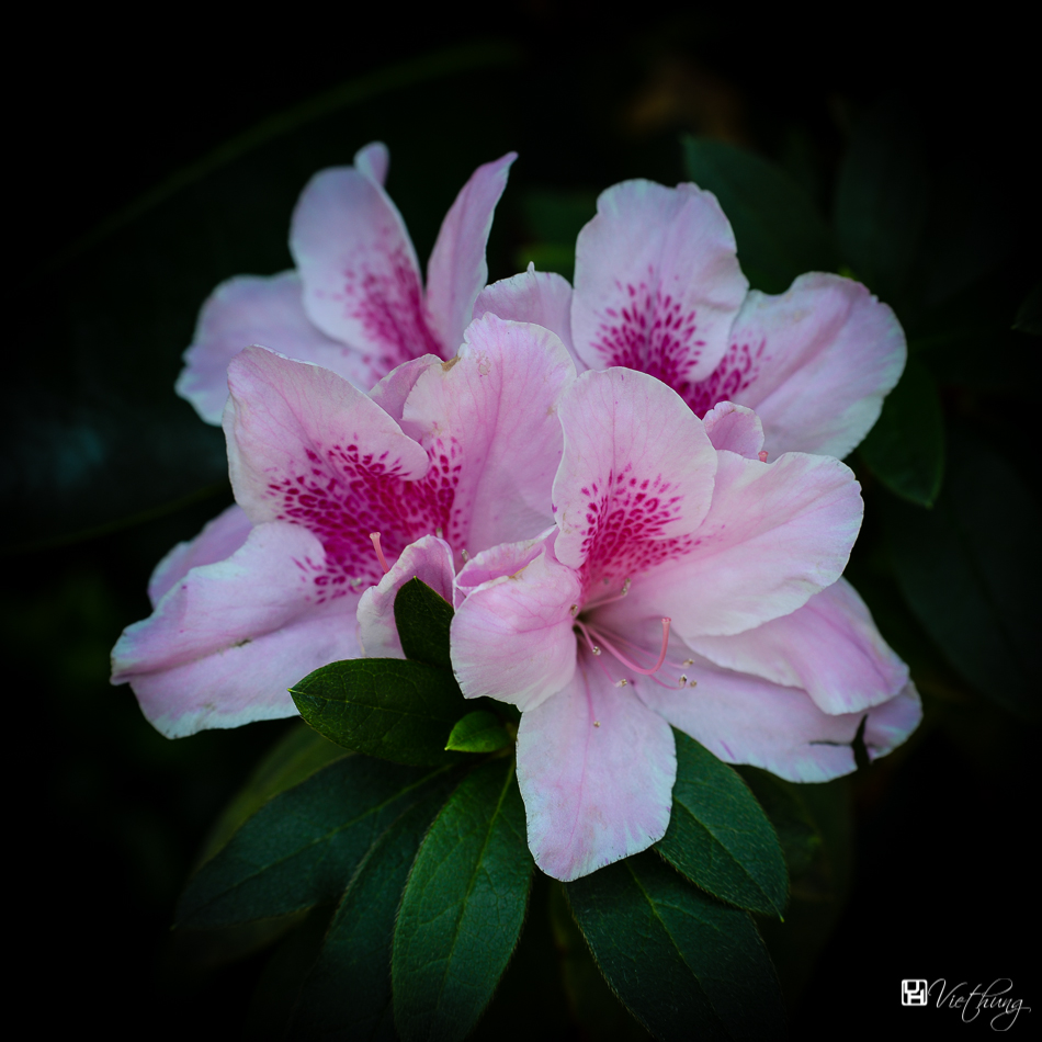 Rhododendron