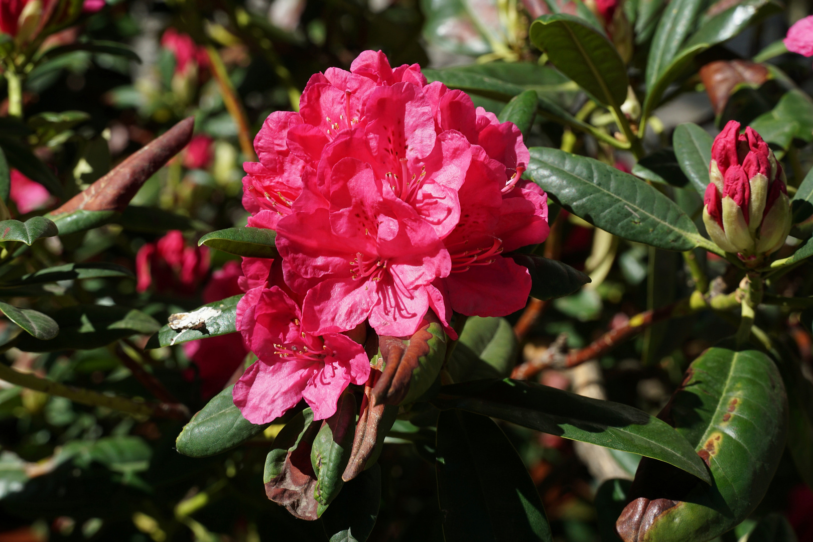 Rhododendron