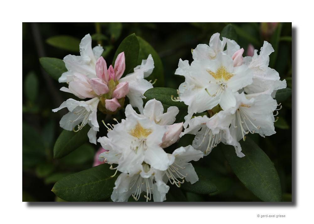 Rhododendron # 9914