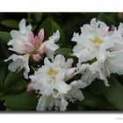 Rhododendron # 9914