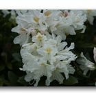 Rhododendron # 9921