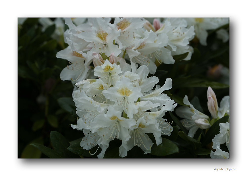 Rhododendron # 9921