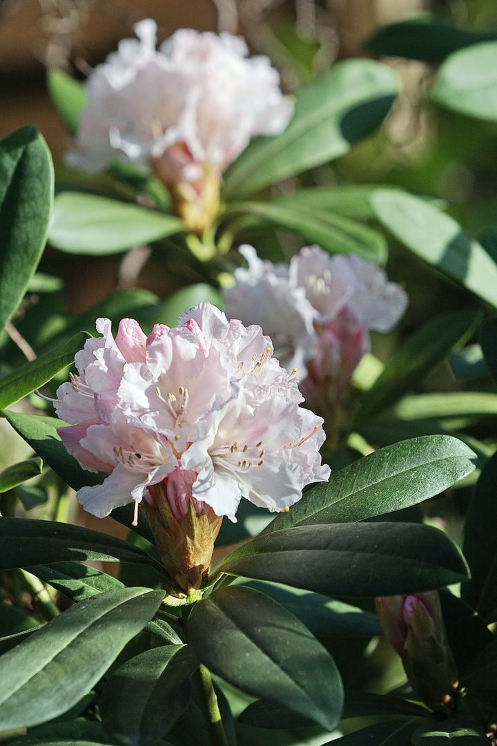 Rhododendron Foto & Bild frühling, natur, blüte Bilder auf