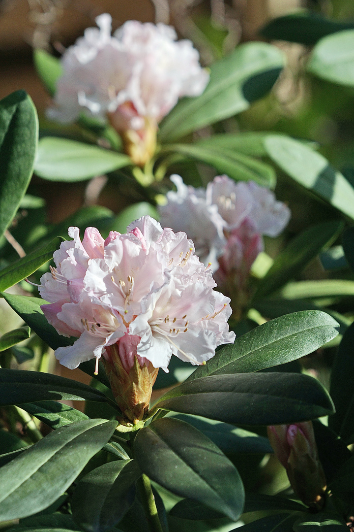 Rhododendron