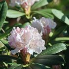 Rhododendron