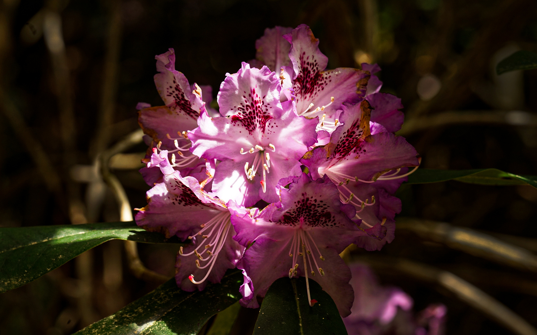 Rhododendron