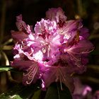 Rhododendron