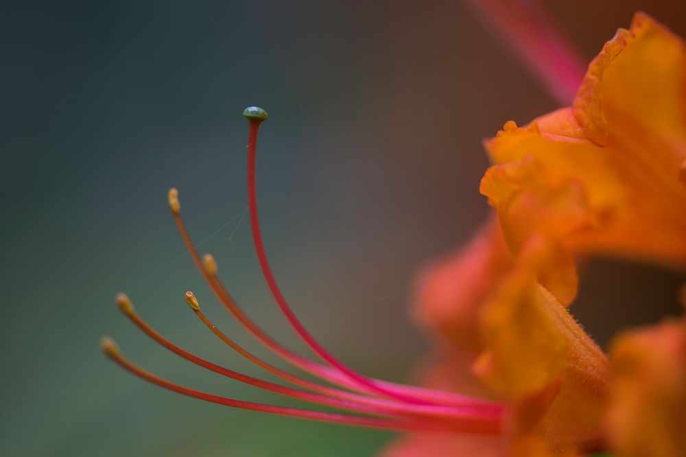 Rhododendron