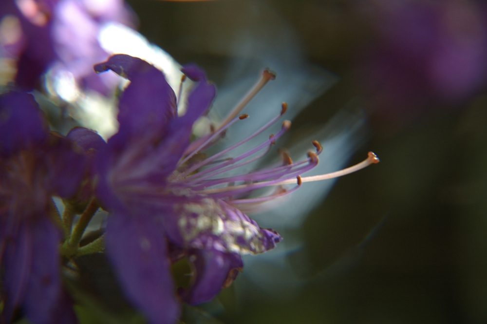 Rhododendron