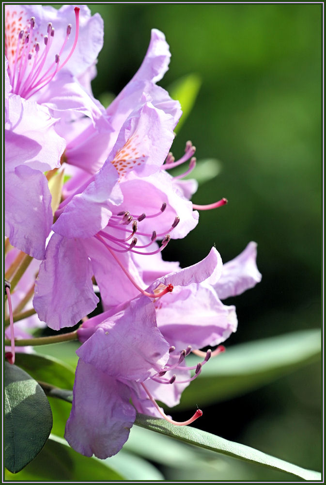 Rhododendron