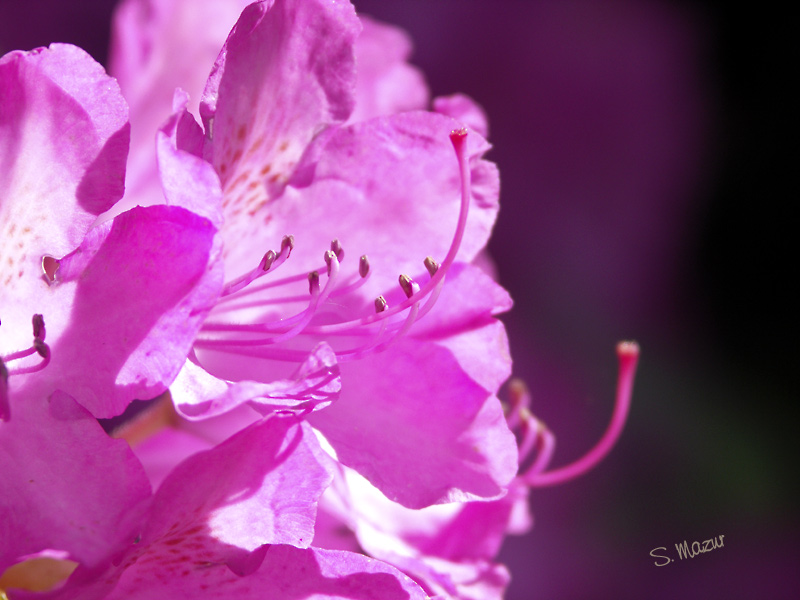 Rhododendron