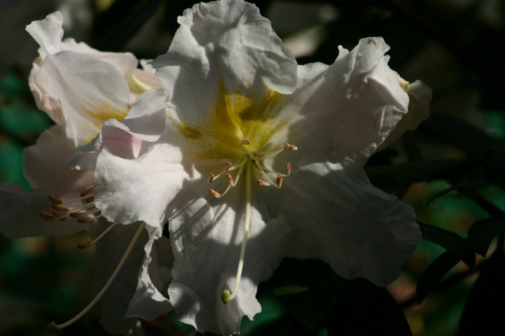 Rhododendron