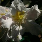 Rhododendron