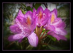 rhododendron