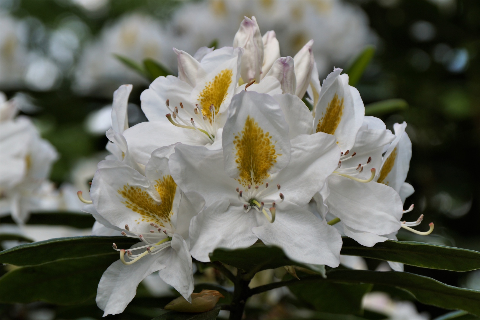 Rhododendron ...